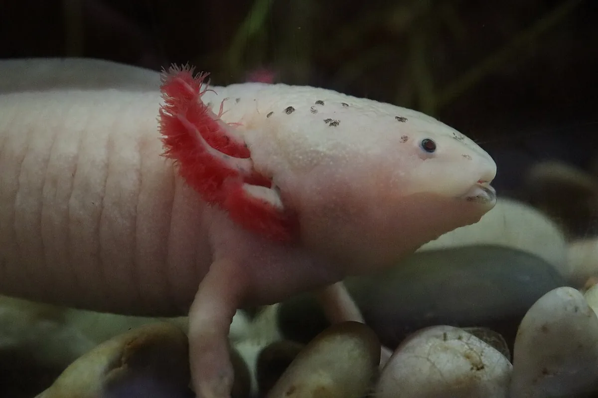 Axolotl — popular aquatic amphibian
