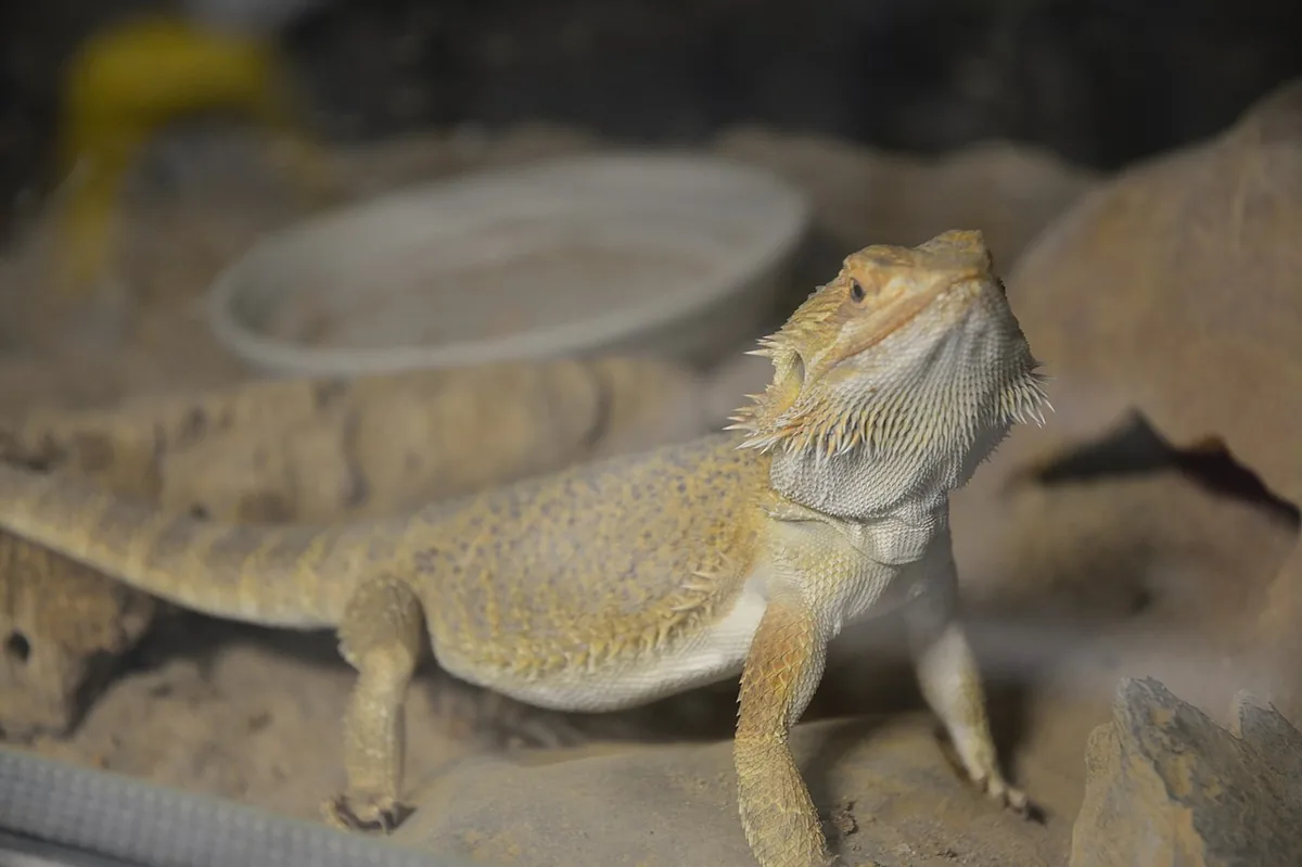 Bearded dragon — the most popular pet lizard