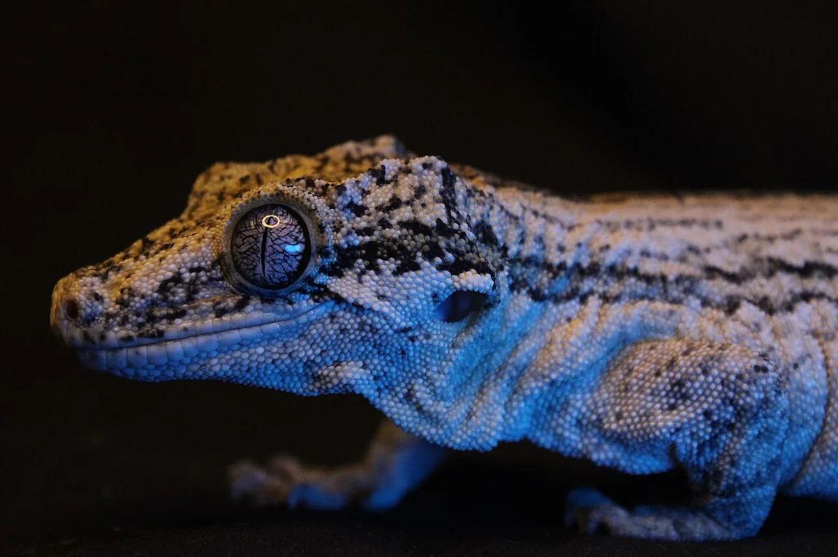 Leopard gecko — popular pet lizard