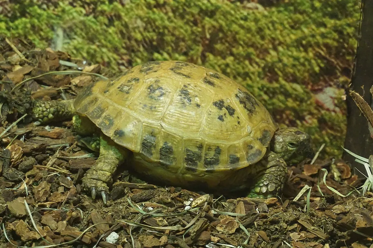 Russian tortoise — popular pet tortoise